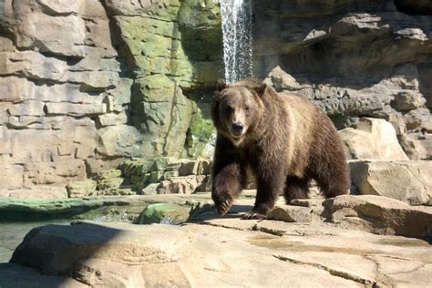 st louis zoo careers|Saint Louis Zoo .